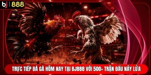 Trực Tiếp Đá Gà Hôm Nay Tại BJ888 Với 500+ Trận Đấu Nảy Lửa
